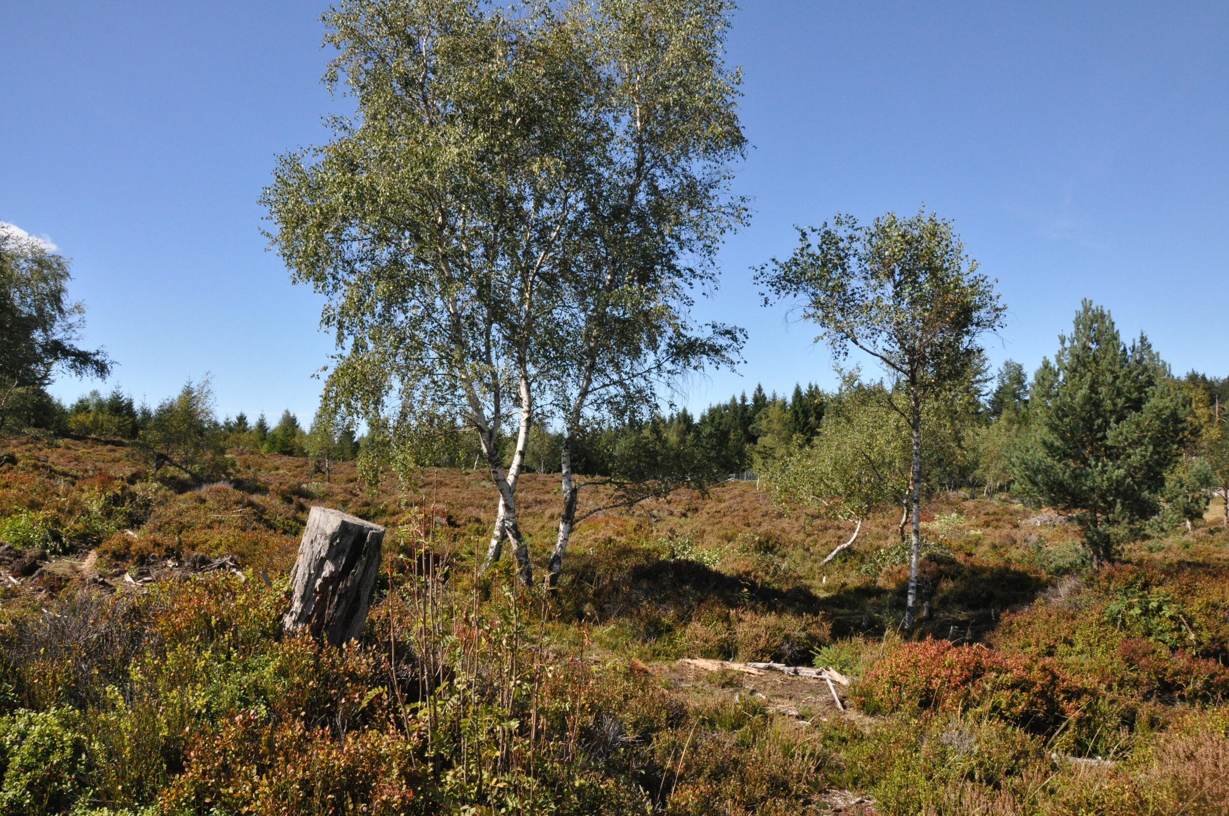 Spätsommerliche Grinden, also Bergheiden mit bodenbedeckendem Heidekraut und Heidelbeersträuchern, ein paar Birken, im Hintergrund Nadelwald.  