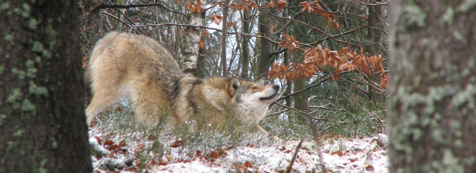 Ein Wolf in freier Wildbahn