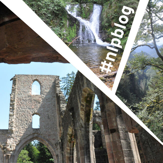 Ruine, kleiner Wasserfall, Blick in den Wald