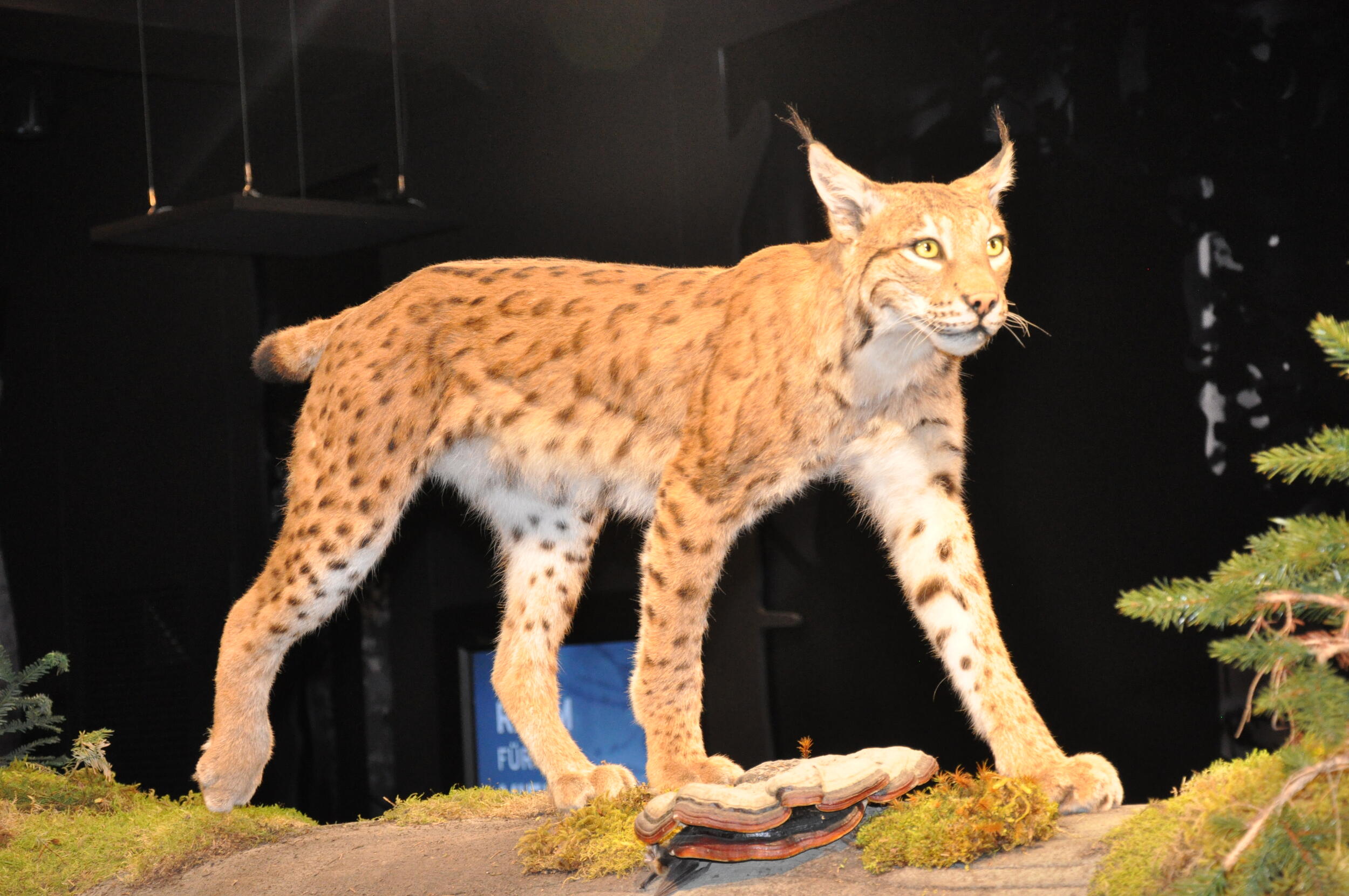 Ein künstlicher Luchs auf einem Holzstamm. Foto: Iris Lemanczyk
