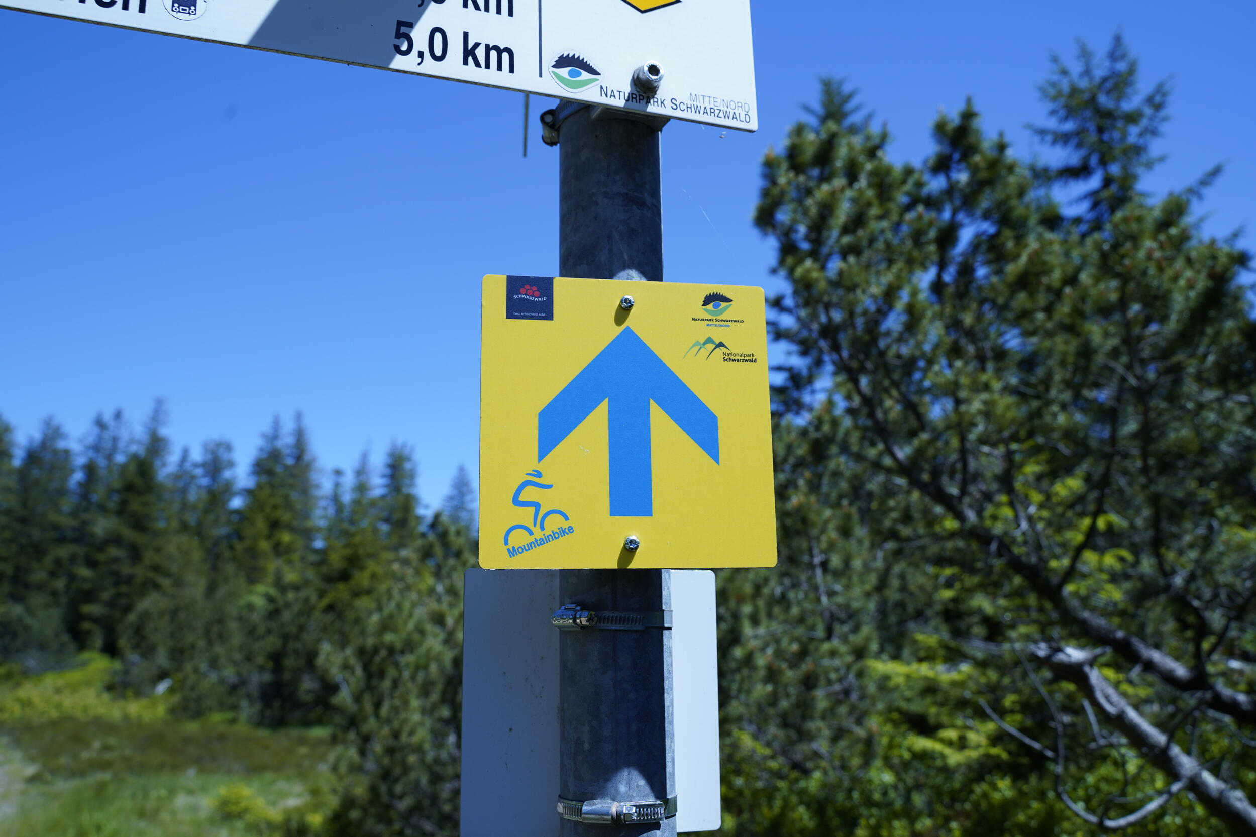 Ein gelbes Schild mit einem blauen Richtungspfeil und einem kleinen blauen Radsymbol, im Hintergrund eine Waldlandschaft mit Nadelbäumen.