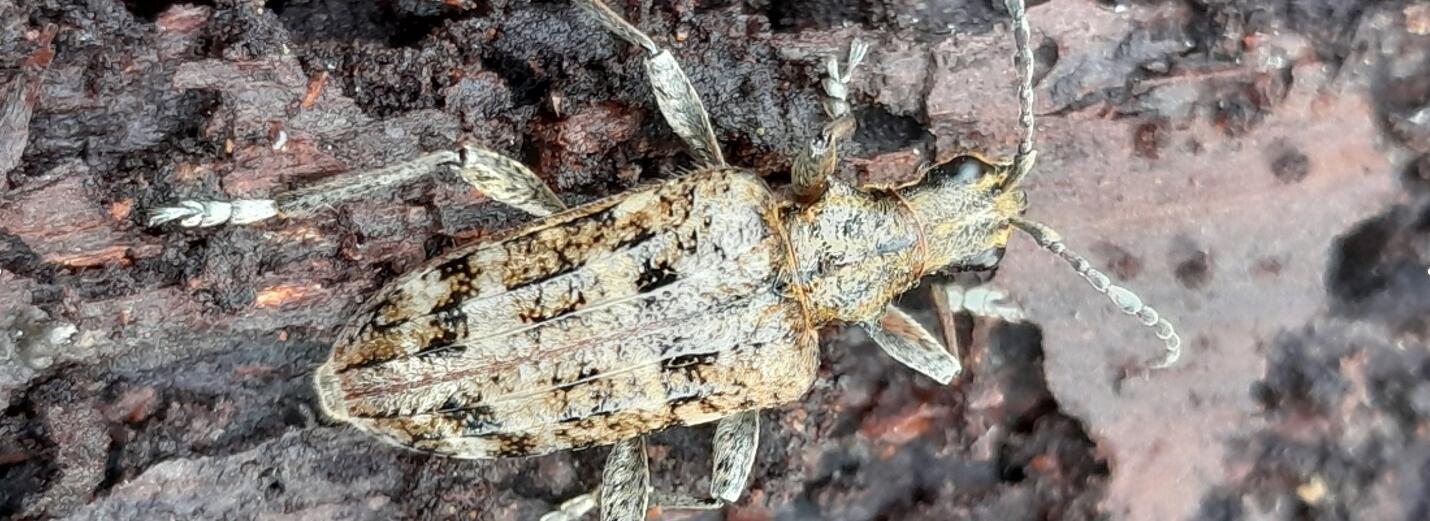 Zangenbock  ©Jörn Buse