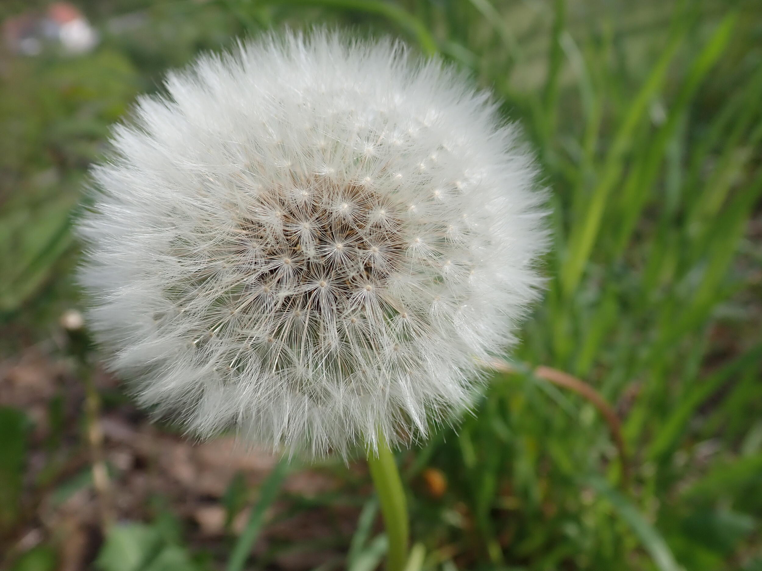 Nahaufnahme eines verblüten Löwenzahn, umgangssprachlich Pusteblume genannt.