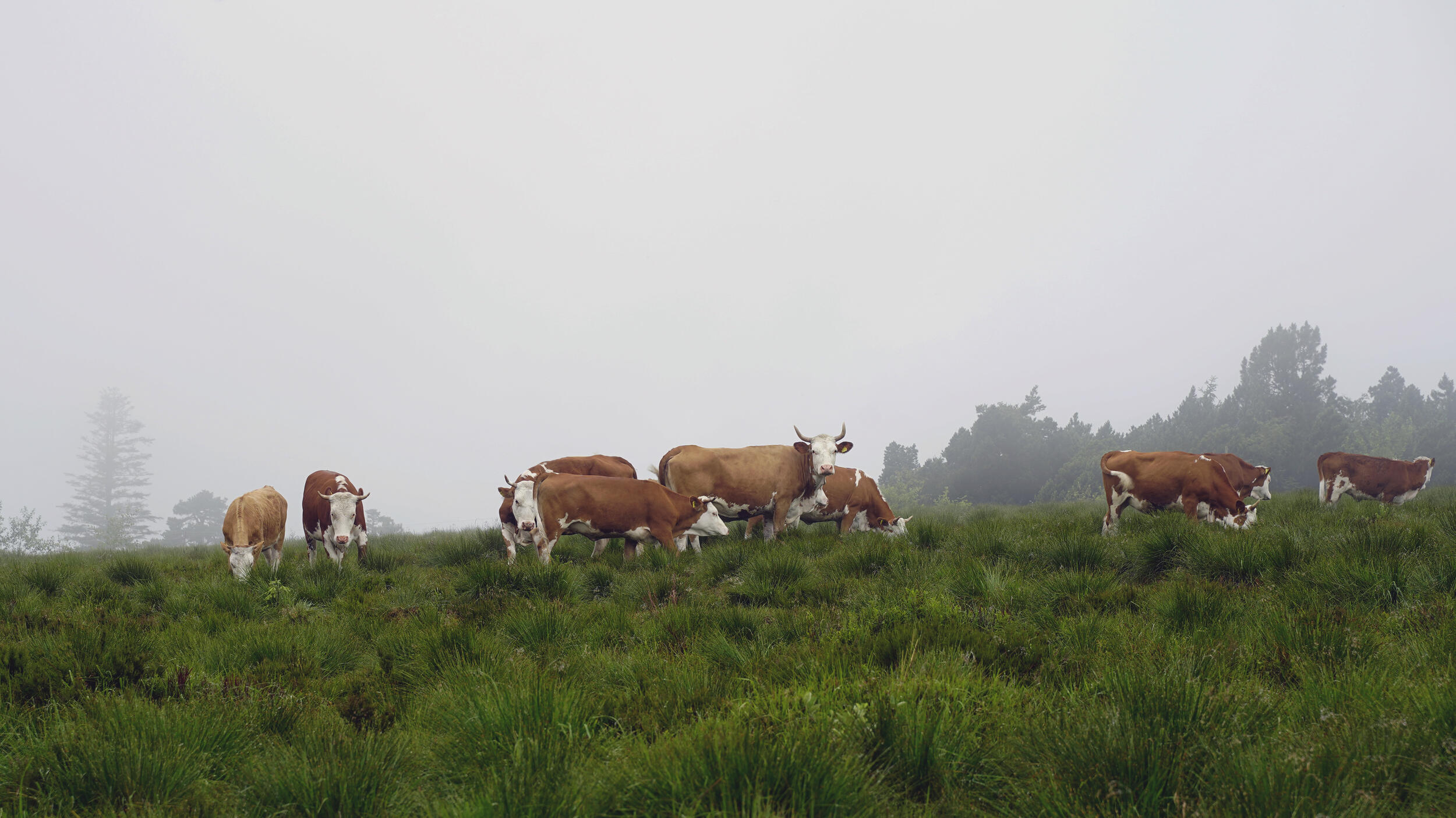 Landschaftsbild mit braunweiß gefleckten Rindern auf einer Weide an einem nebligen Tag. 