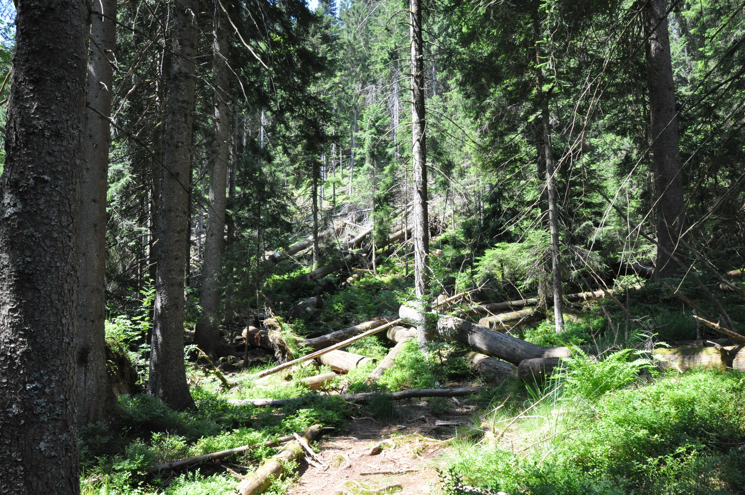 Der Wald ist unser Gastgeber. © Nina Blazon Wald. Umgestürzte Bäume liegen auf dem Boden. Foto: Nina Blazon