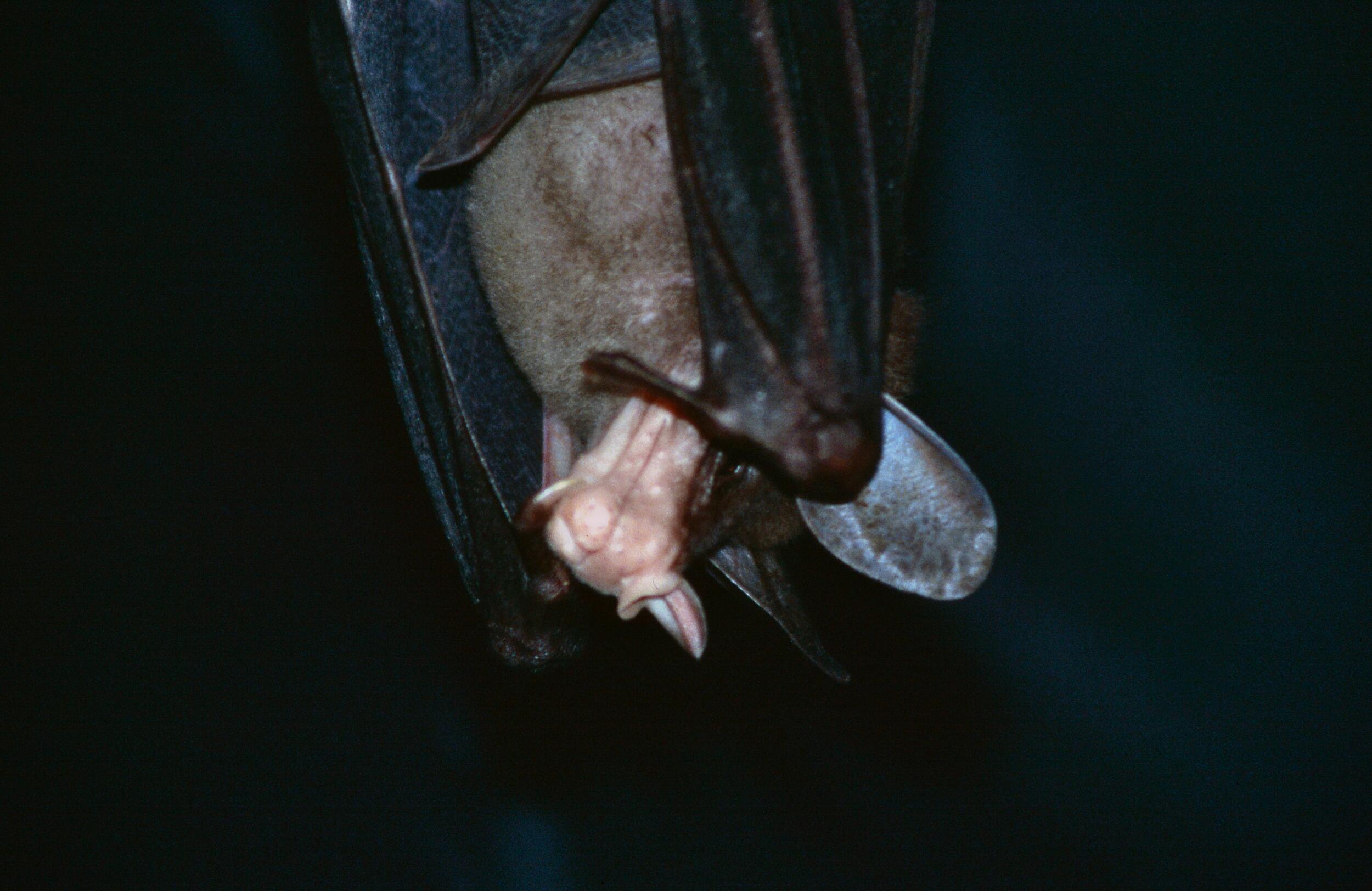 Foto einer tropischen Fledermaus, die andere Fledermausarten jagt © Ulrike Schweiger (Nationalpark Schwarzwald)