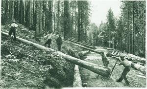 Historische Fotografie: Männer arbeiten im Wald mit gefällten Baumstämmen
