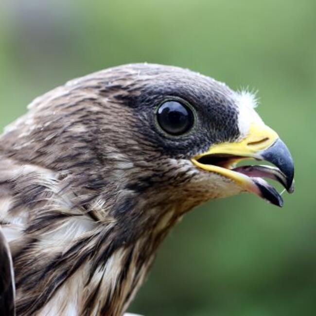 Wespenbussard (Pernis apivorus) © Jürgen Kläger