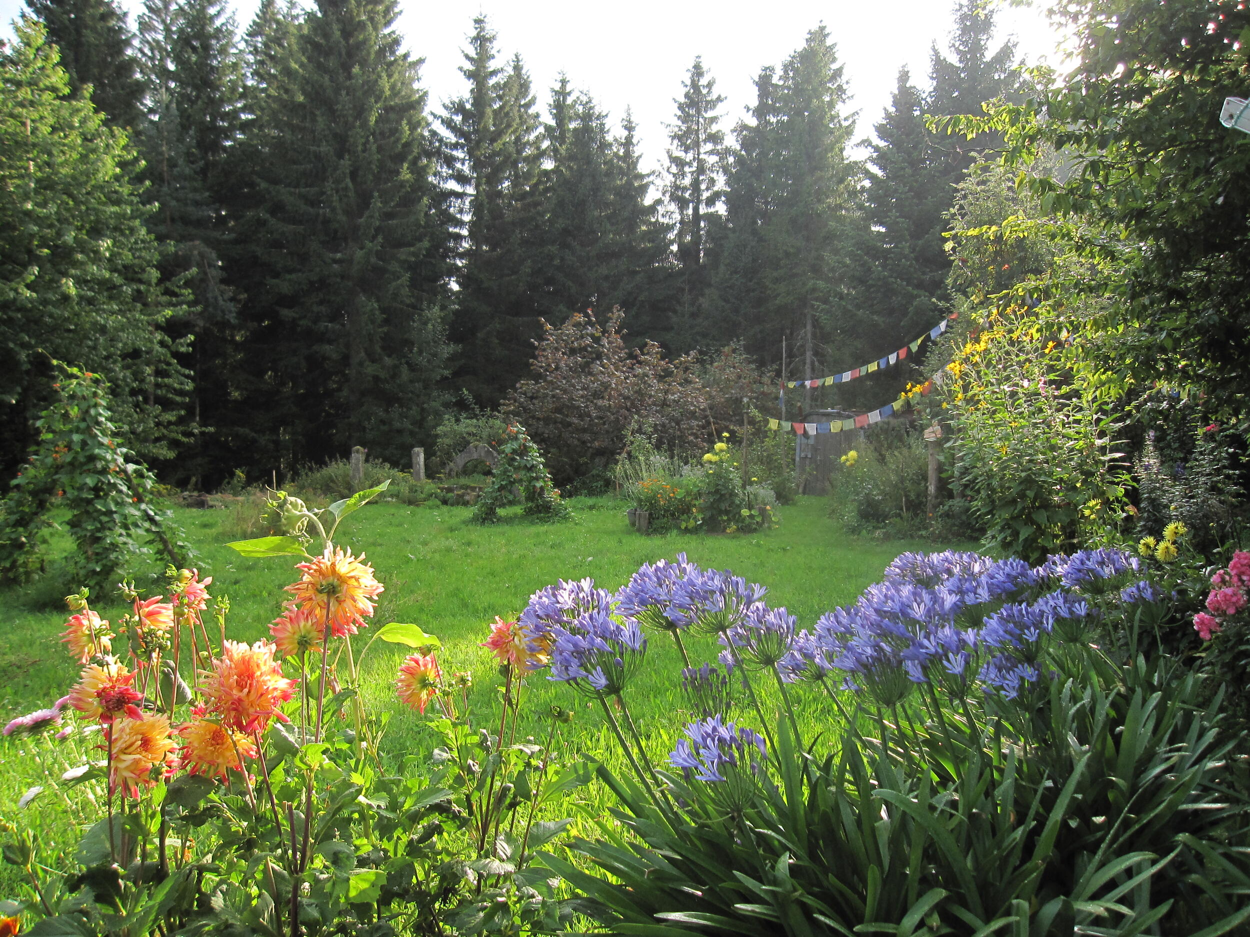Ein Garten voller Blumen am Waldrand. Foto: Bernhard Wagner
