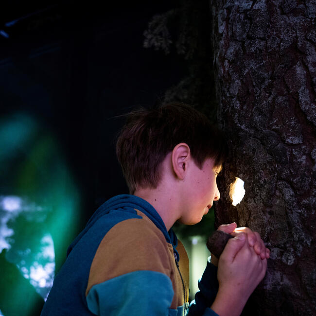 Ein Junge schaut in eine Baumhöhle. Es ist dunkel. Die Baumhöhle leuchtet. Foto: Daniel Müller