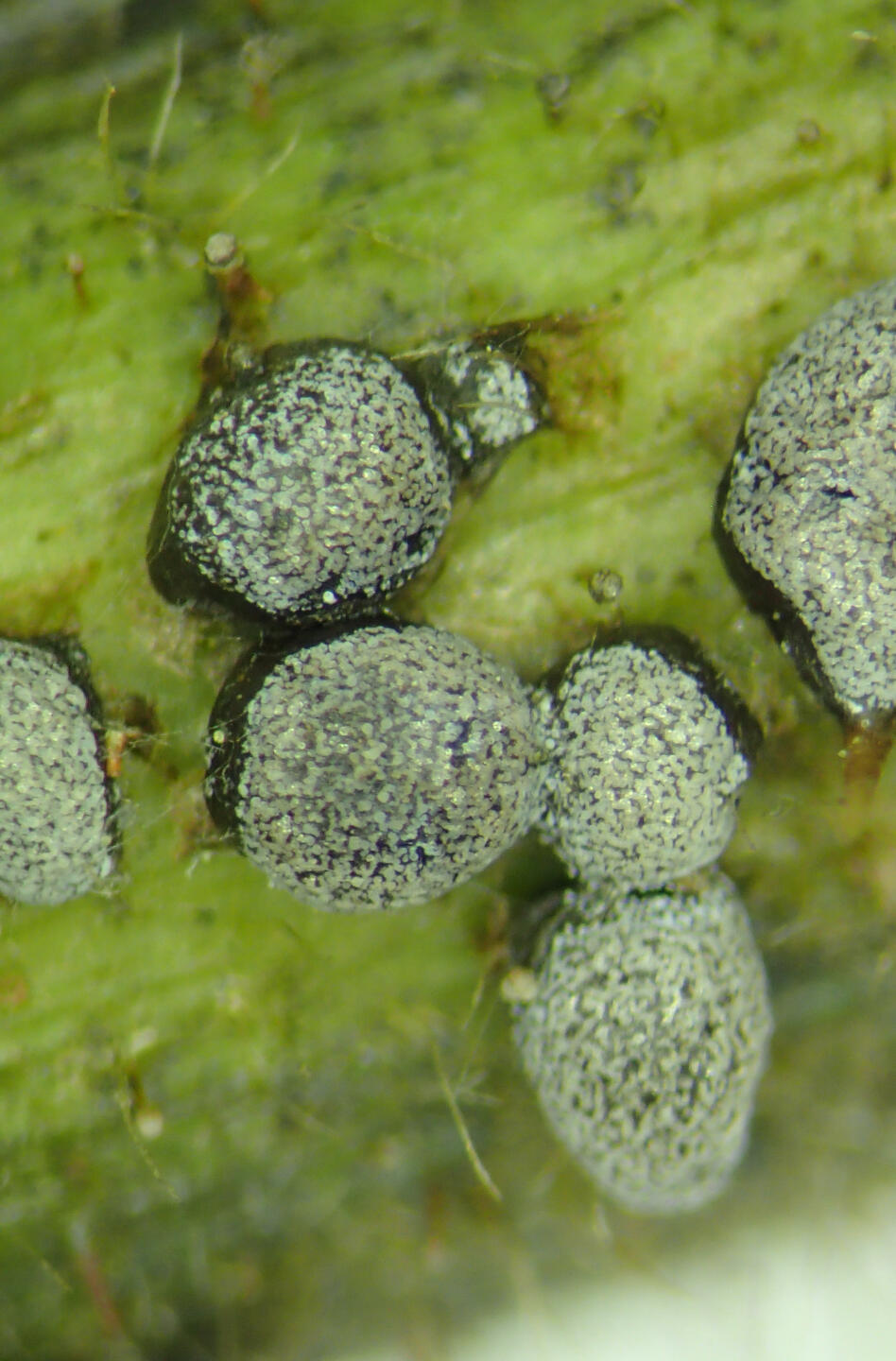 Lepidoderma chailetii © Flavius Popa (Nationalpark Schwarzwald) Lepidoderma chailetii © Flavius Popa (Nationalpark Schwarzwald)