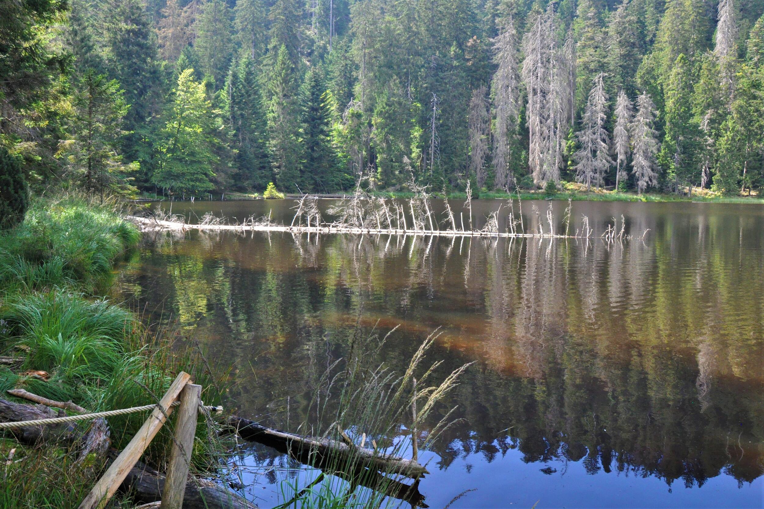 Blick auf einen See, von Bäumen umgeben, diese spiegeln sich im blauen Wasser. Foto: Iris Lemanzyk