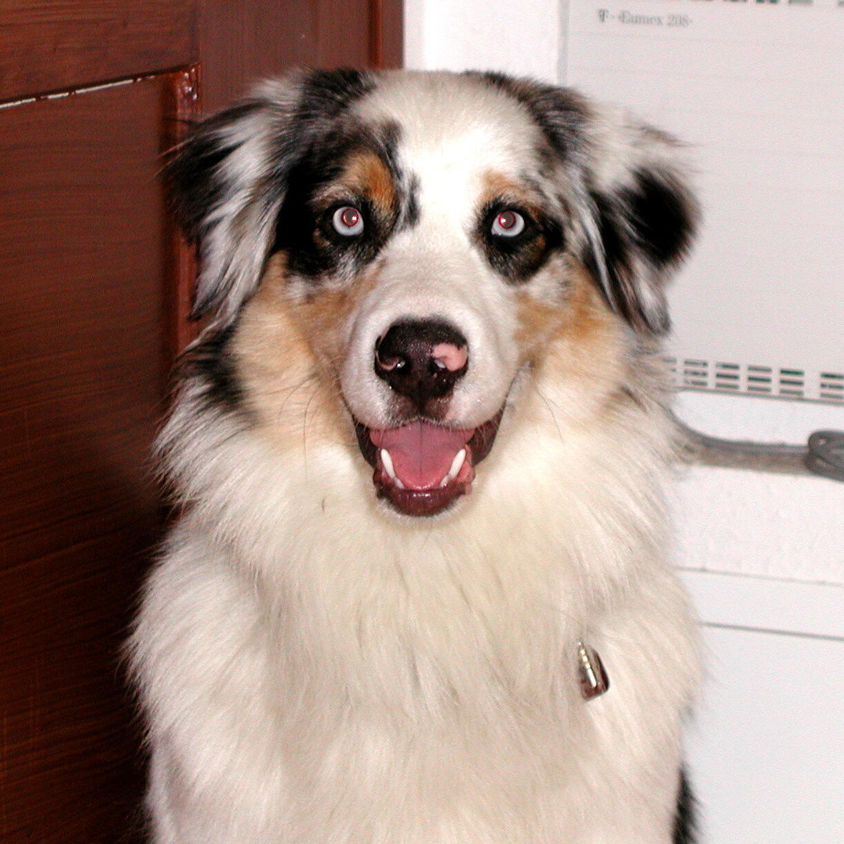 Assinstenzhund © Nationalpark Schwarzwald