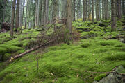 © Daniel Müller (Nationalpark Schwarzwald)