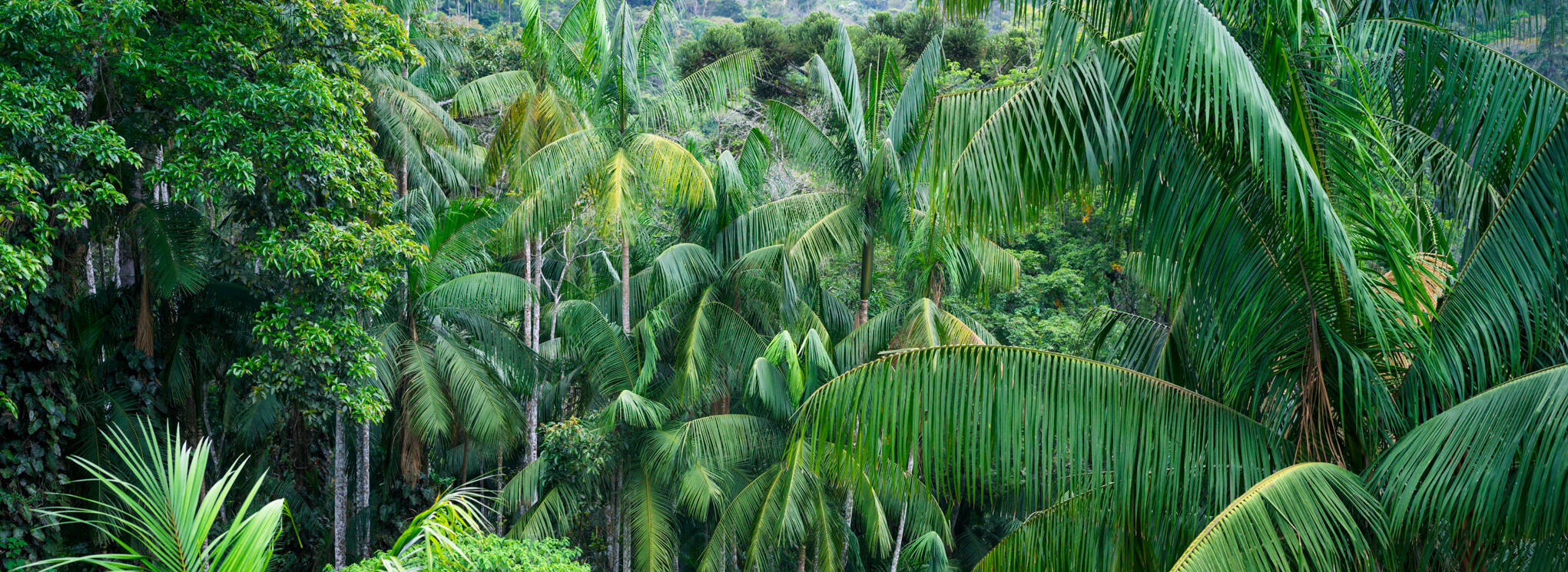 Dicht bewachsener tropischer Regenwald mit hohen, schlanken Palmen. Große, grüne Palmwedel überlappen sich in mehreren Ebenen und bilden ein geschlossenes Blätter-dach. Das Bild wirkt üppig, feucht und intensiv grün.