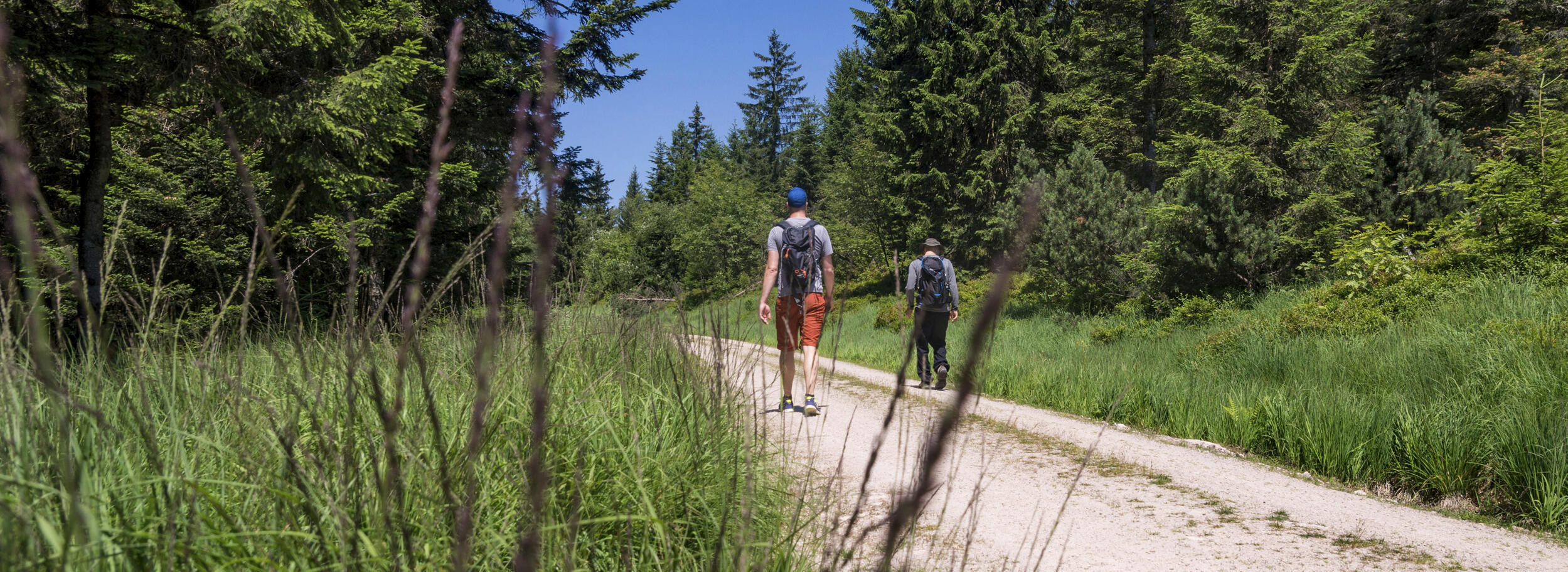 Zwei Männer laufen auf einem breiten Weg durch den Wald