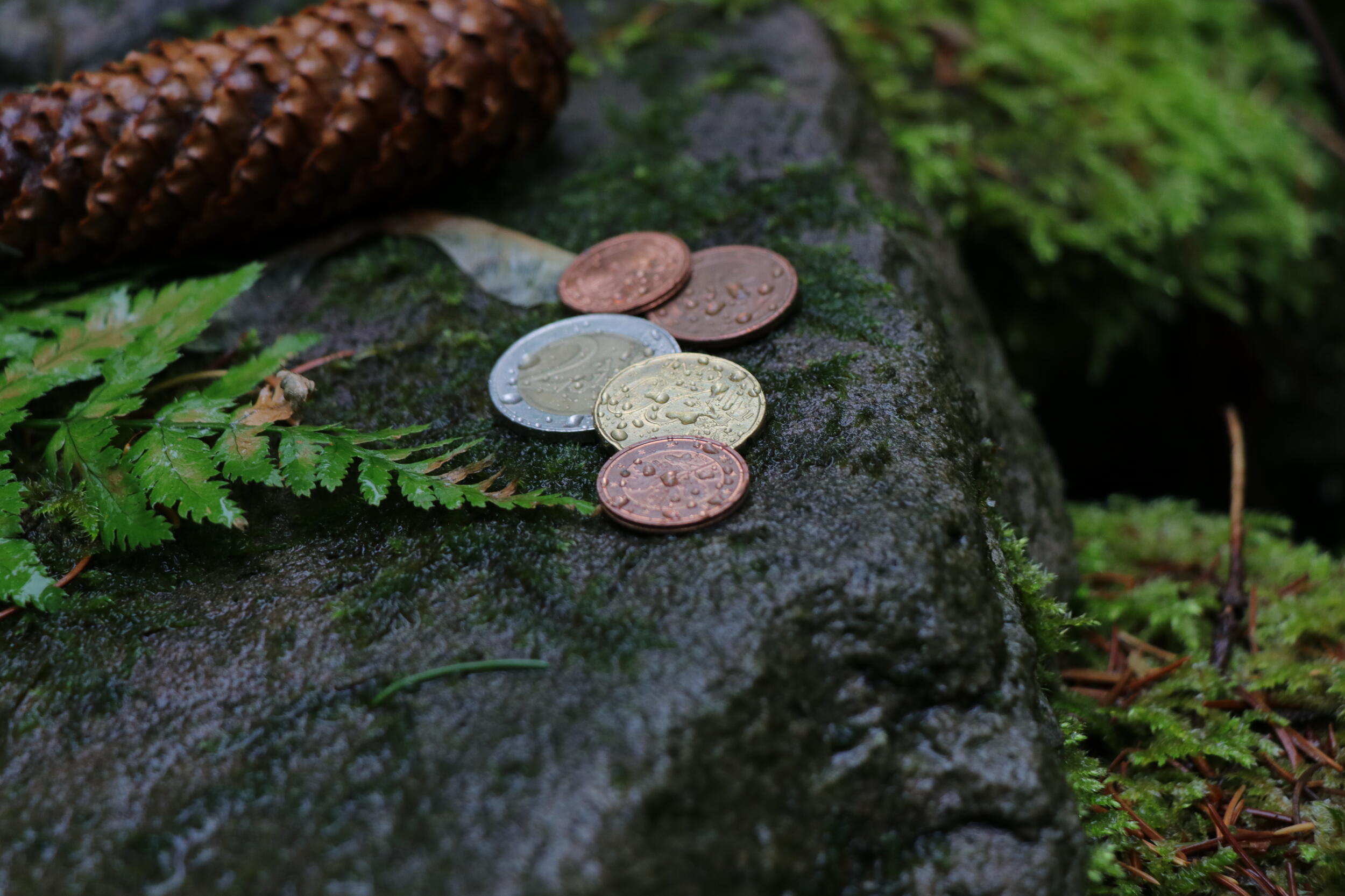 Münzgeld liegt auf einem nassen Stein im Wald