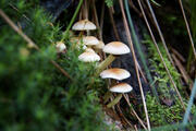 Zwischen dem Totholz schießen Pilze hervor © Daniel Müller (Nationalpark Schwarzwald)