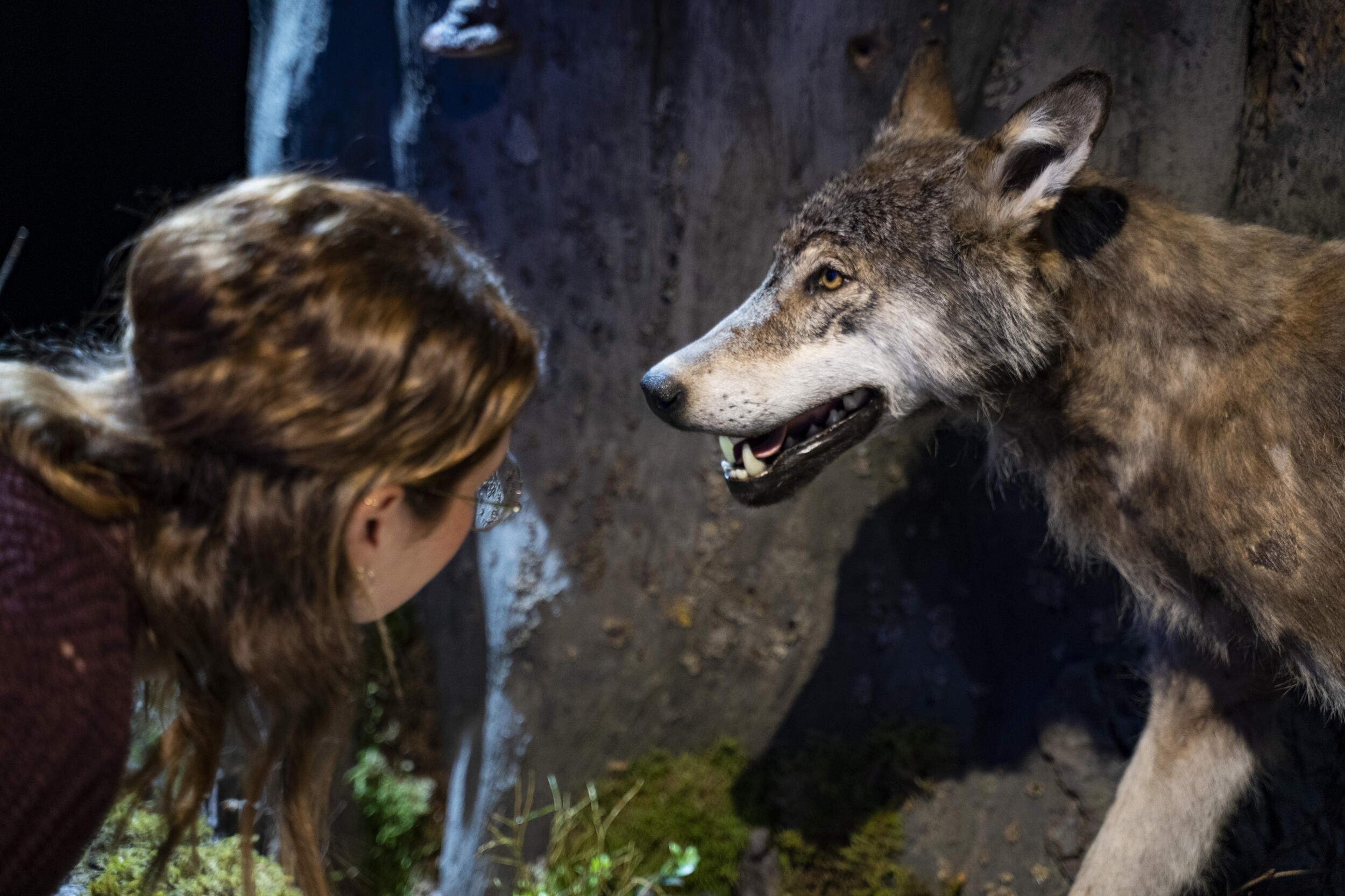 Der Wolf in der Ausstellung © Daniel Müller