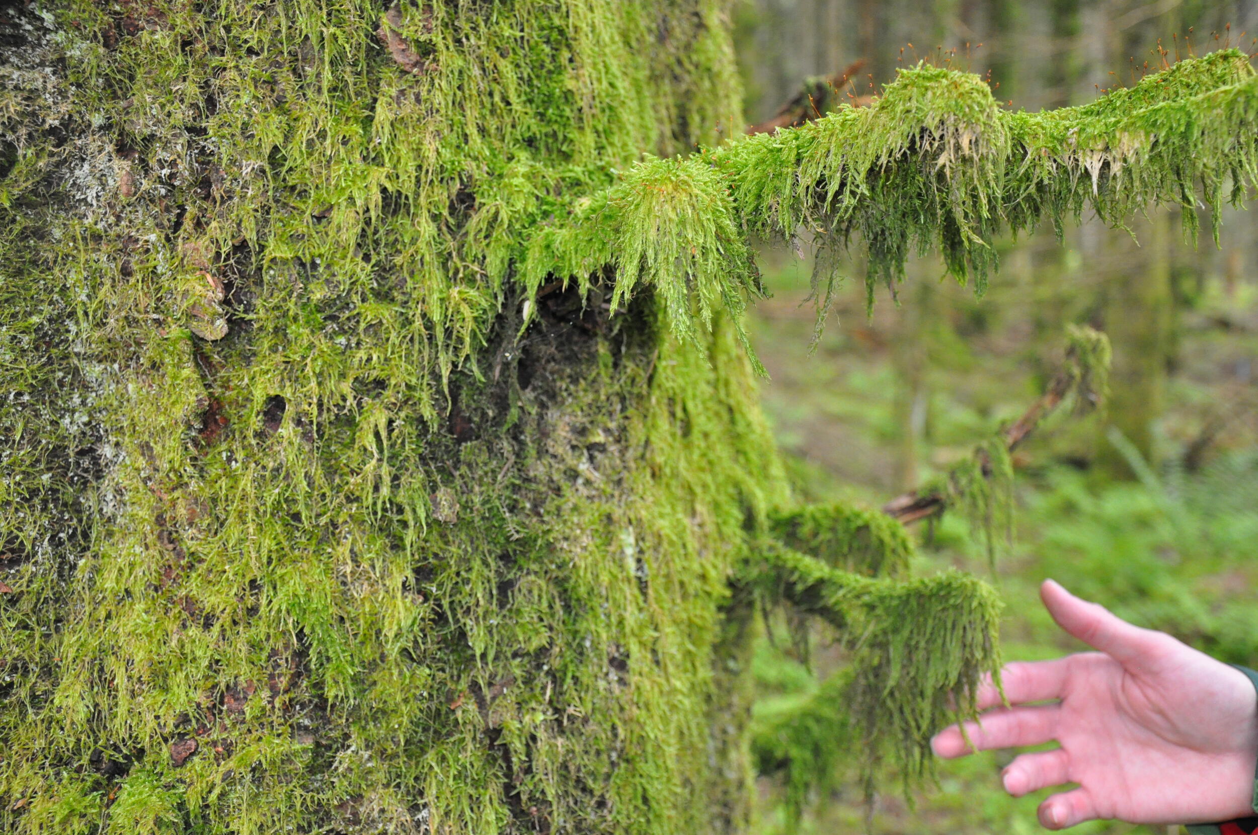Eine Hand fasst an Moos, dass auf Baumstamm wächst
