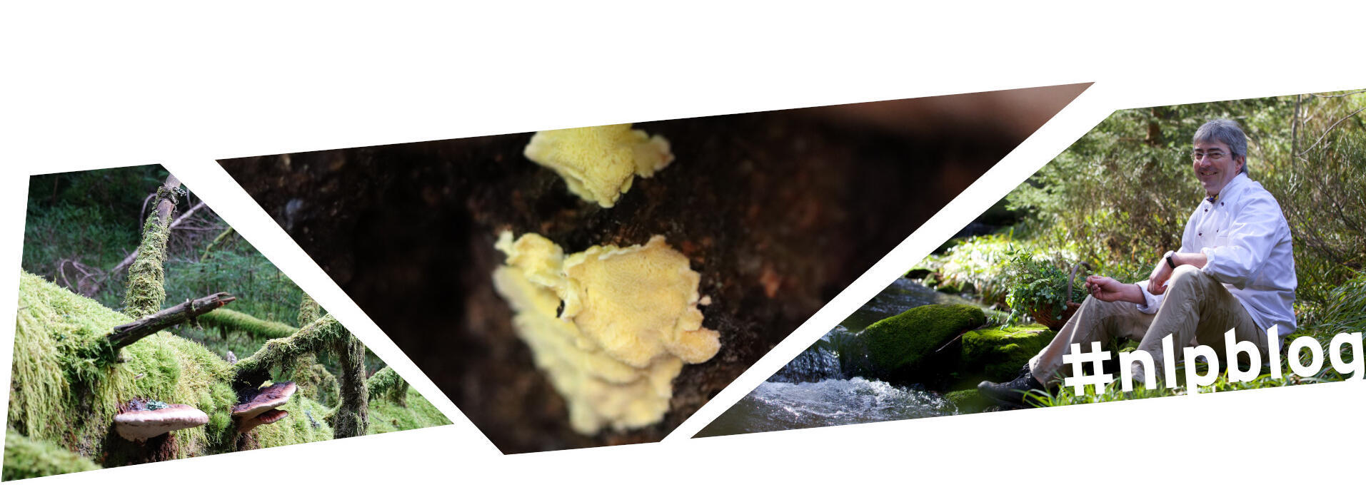 Kollage aus drei Bilder: Totholzstamm, Zitronengelbe Tramete, Friedrich Klumpp sitzt am Bach