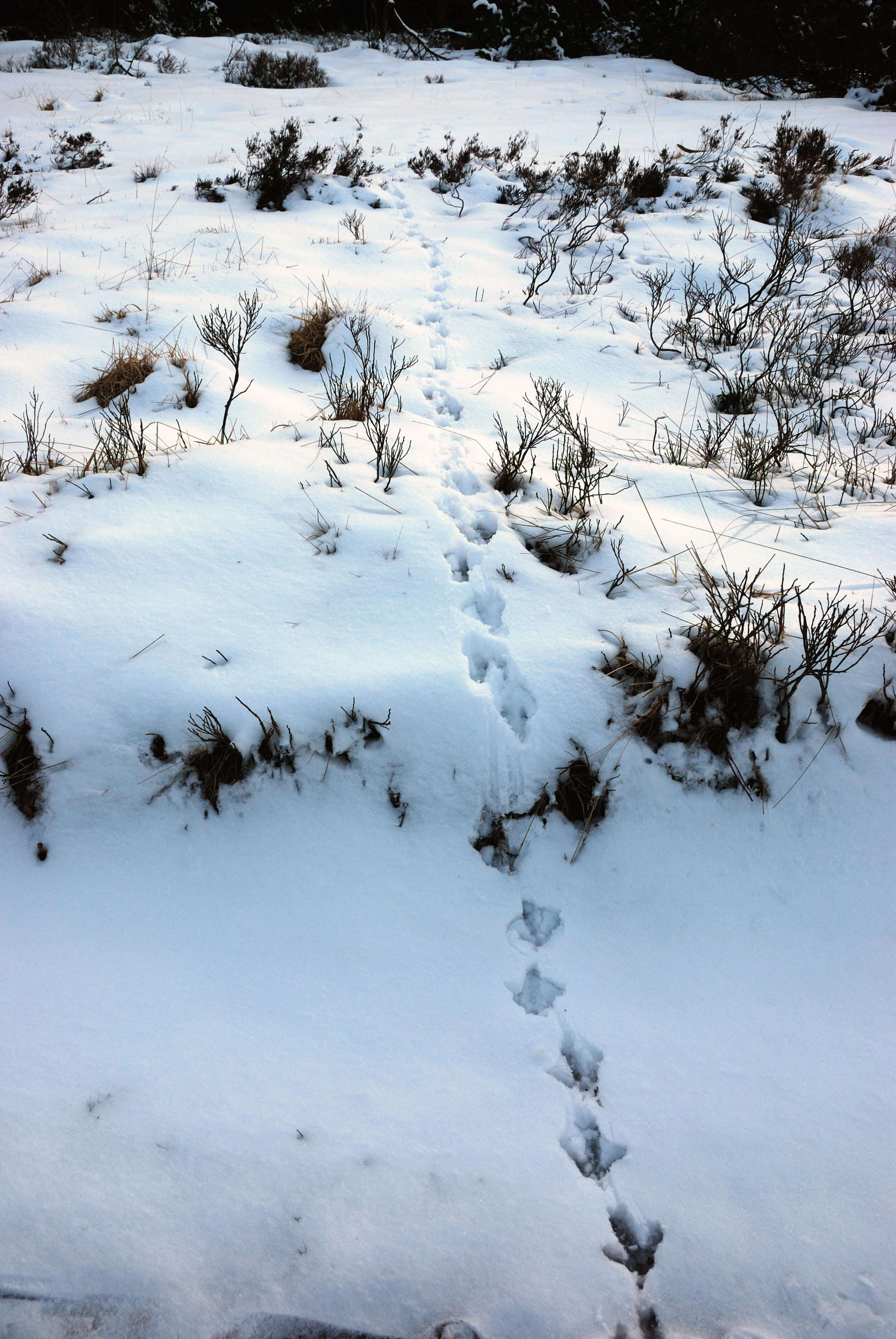 Auerhahnfährt im Schnee © Arne Kolb (Nationalpark Schwarzwald)