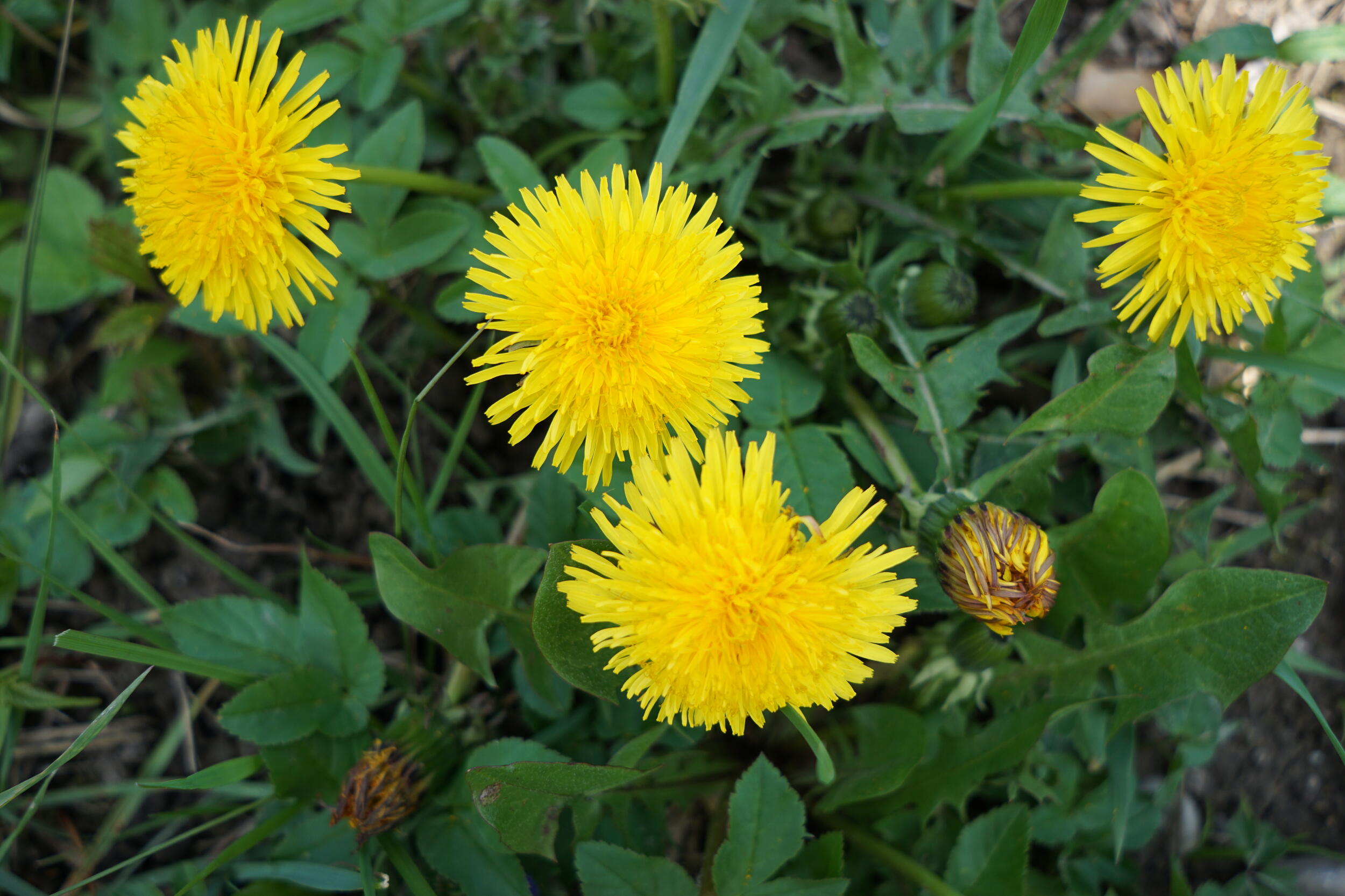 Nahaufnahme von vier Löwenzahnblüten 