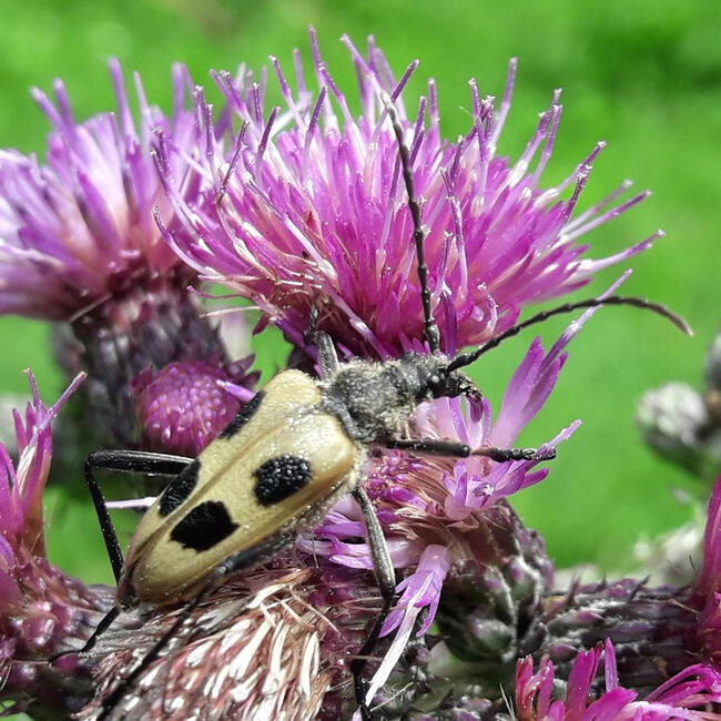 Auf einer lilafarbenen Blüte sitzt ein flacher, gelblicher Käfer mit extrem langen Fühlern und langen Beinen. Auf den Flügeldecken hat er vier symmetrisch angeordnete, dunkle Flecken.