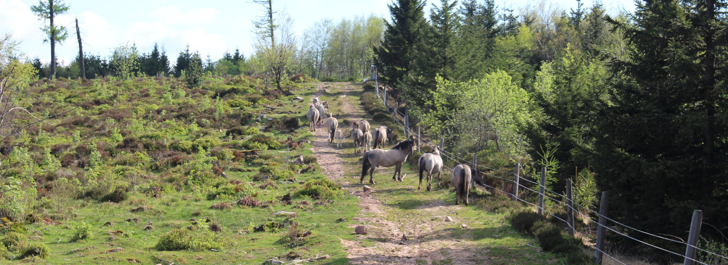 Eine große Herde weidet auf der grünen Wiese.