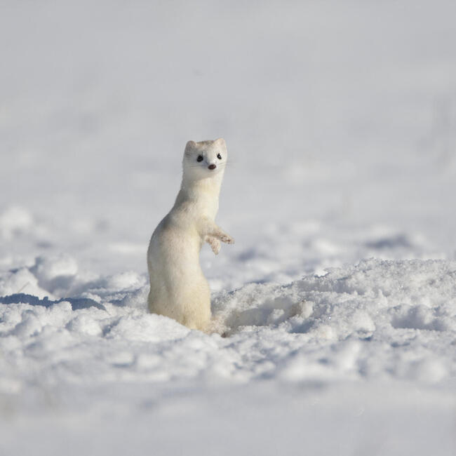 Ein weißes Hermelin schaut aus einer Schneelandschaft. Foto: Dietmar Nill