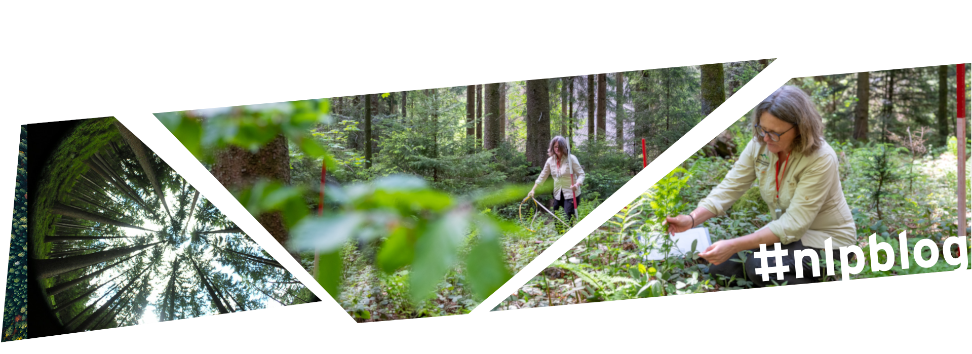 Eine Frau im Wald bei Forschungsarbeiten.