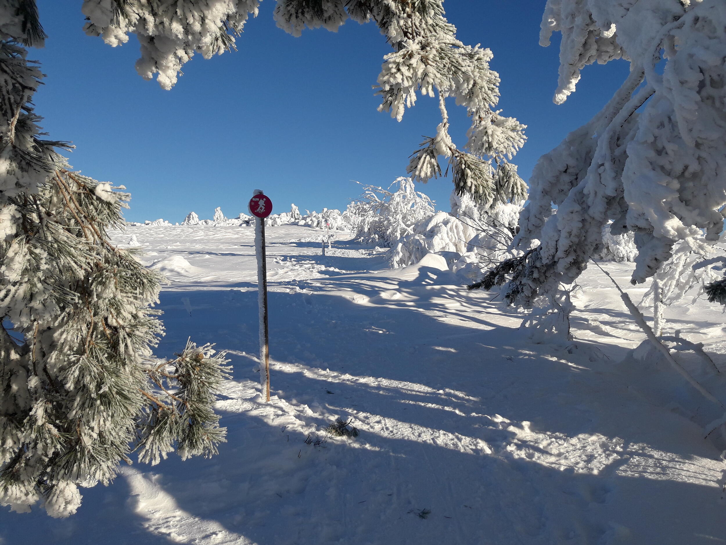 Ein Schneeschuhtrail bei uns im Nationalpark Schwarzwald 