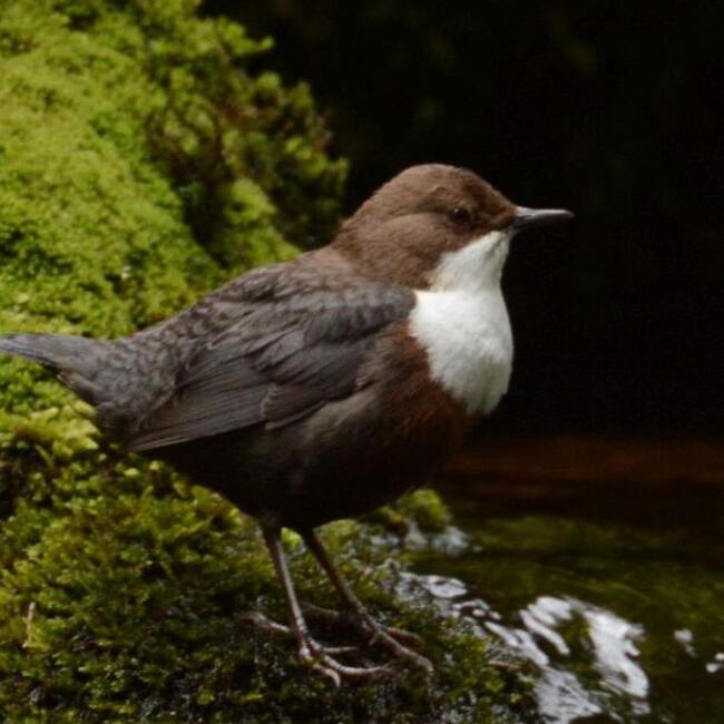 Foto Walter Finkbeiner