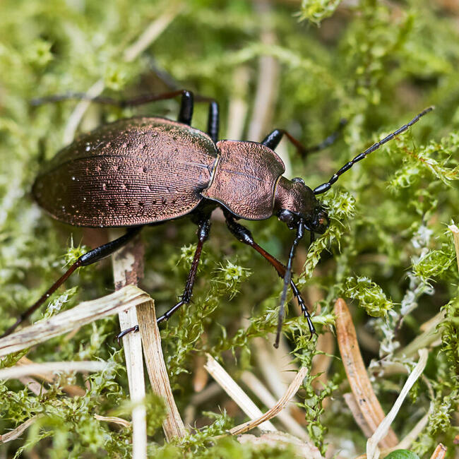 Ein Käfer sitzt auf einer Gras-Moosfläche. Foto: Ralph Martin