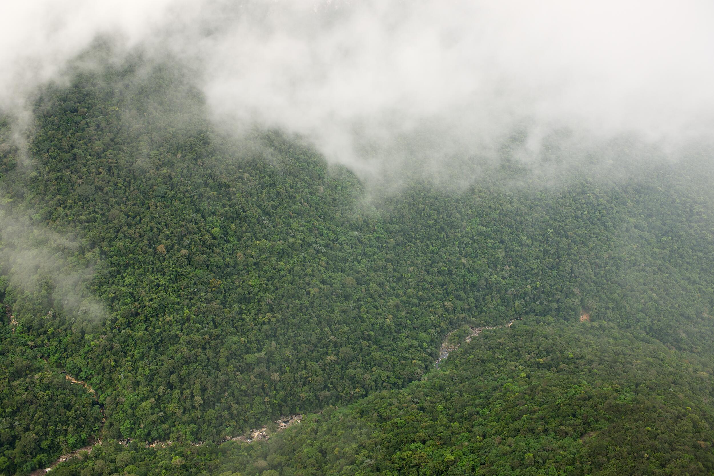 Wolken über dem tropischen Urwald © Markus Mauthe