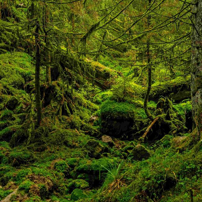 Wilder Waldboden © Luis Scheuermann (Nationalpark Schwarzwald)
