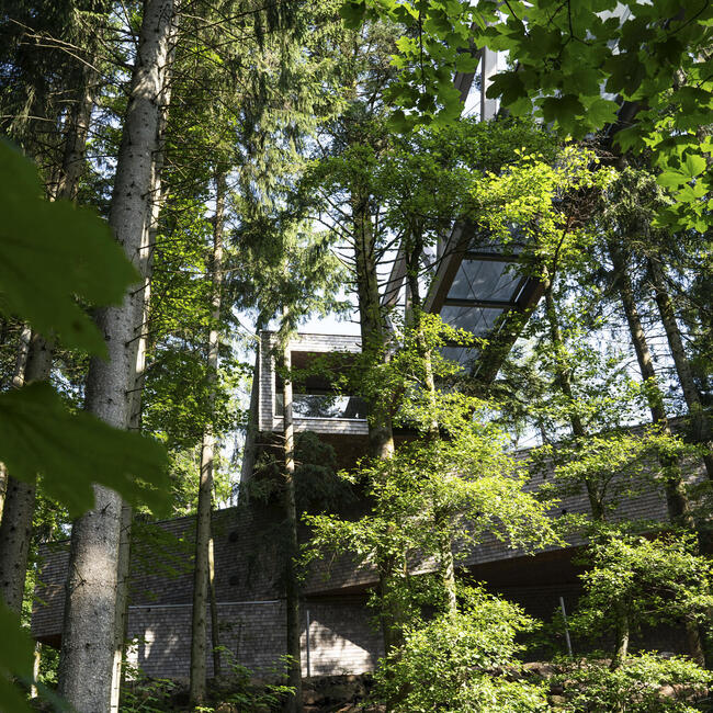 Eine gläserne Brücke im Wald, von unten fotografiert. Foto: Daniel Müller