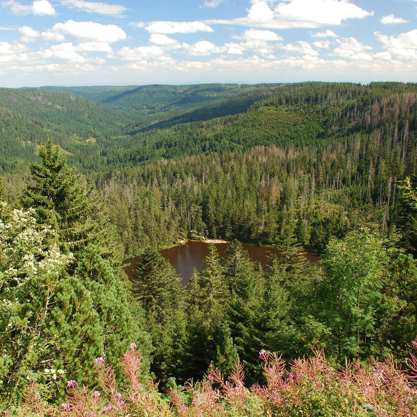 Aufnahme vom Wilden See vom Wildseeblick aus. - Foto: Charly Ebel (Nationalpark Schwarzwald)