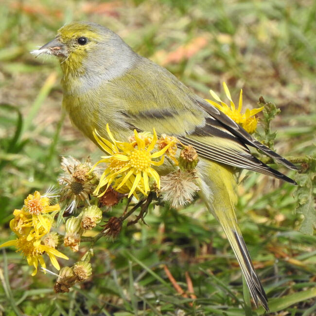 Zitronenzeisig frisst halbreife Samen von Löwenzahn. Foto Marc Förschler