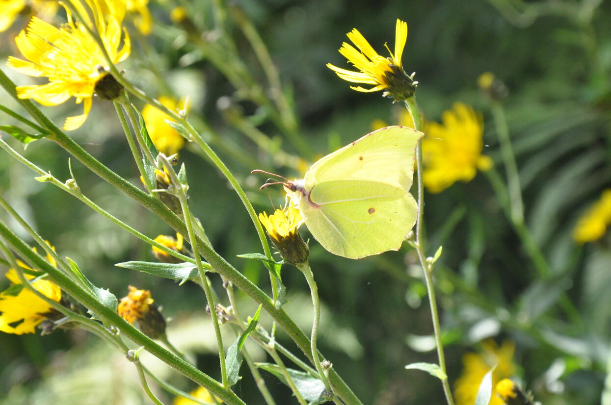 Gelb tummelt sich bei Gelb. © Nina Blazon Gelber Schmetterling auf gelben Blumen. Foto: Nina Blazon
