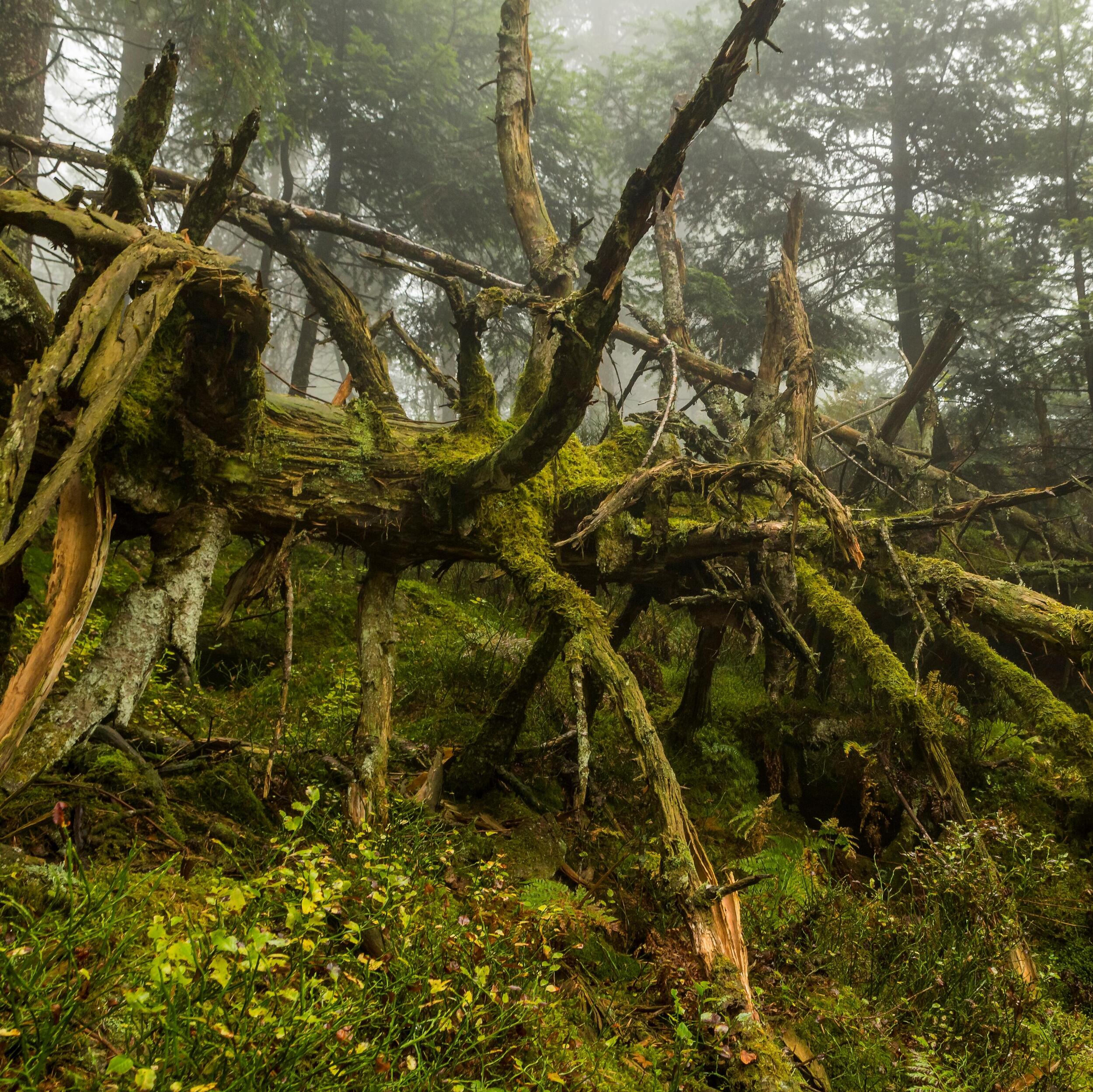 Wilder Wald an der Badener Höhe © Luis Scheuermann (Nationalpark Schwarzwald)