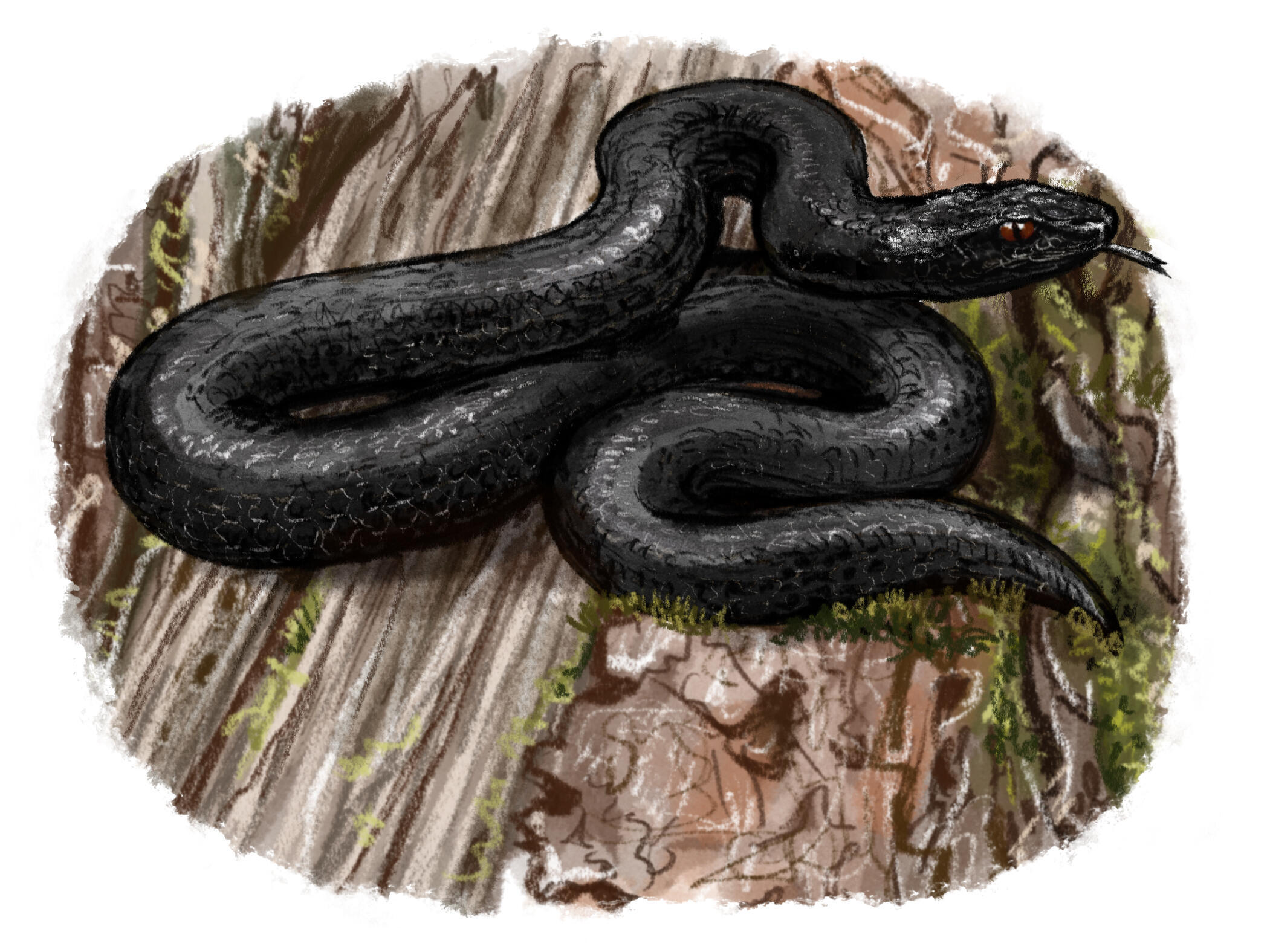 Illustration einer Kreuzotter © Julia Biggel (Nationalpark Schwarzwald) Illustration einer Kreuzotter © Julia Biggel (Nationalpark Schwarzwald)
