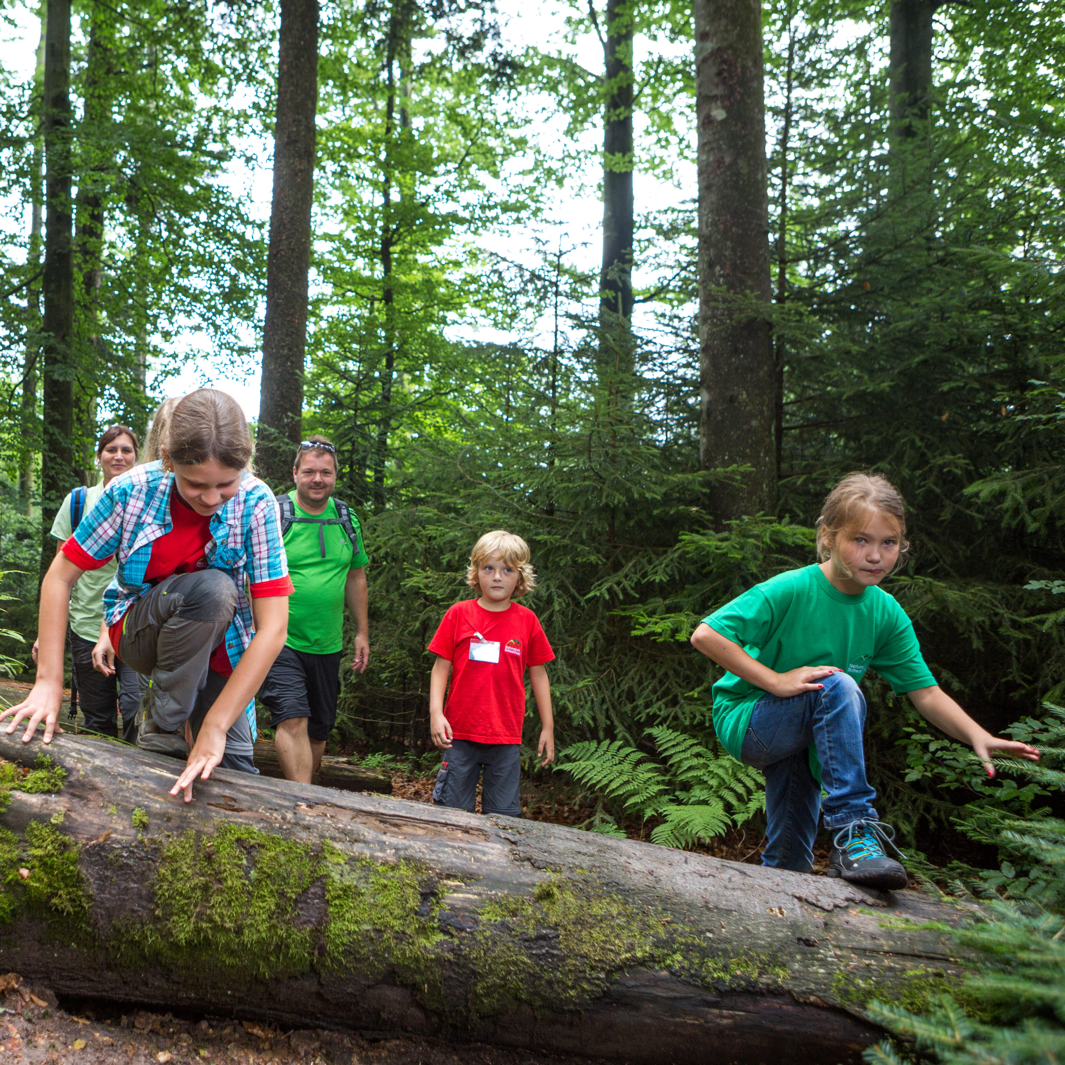 Kinder klettern über einen Baumstamm © qu-int.gmbh (Nationalpark Schwarzwald)
