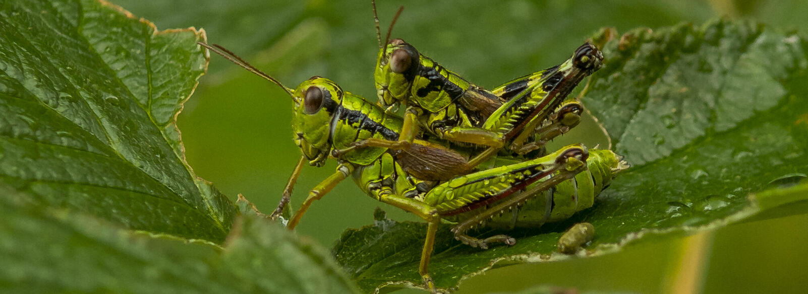 Alpine Gebirgsschrecken © Luis Scheuermann
