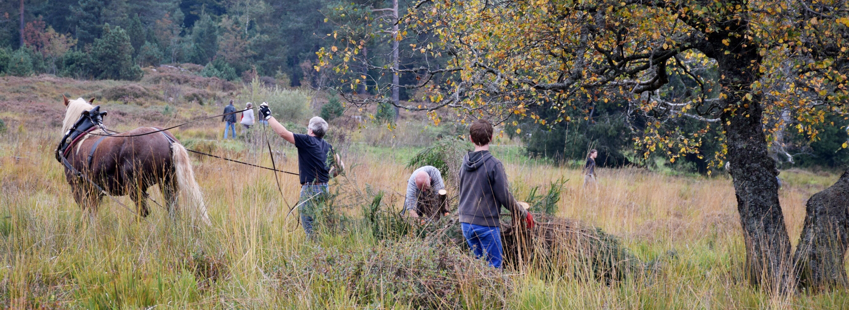 Auf einer Waldwiese arbeiten Menschen mit einem Pferd. Sie entfernen Sträucher.