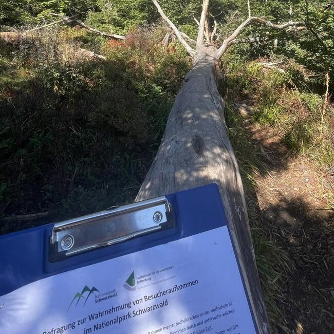 Ein langer liegender Baumstamm und im Vordergrund ein Klemmbrett mit einem Fragebogen. Foto: Franziska Graef