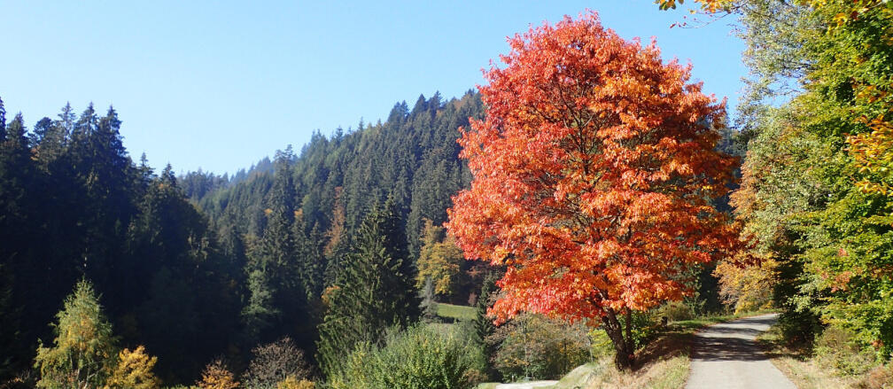 Landschaftsbild im Tonbachtal mit einzelner Rot-Eiche im orangefarbenen Herbstlaub.