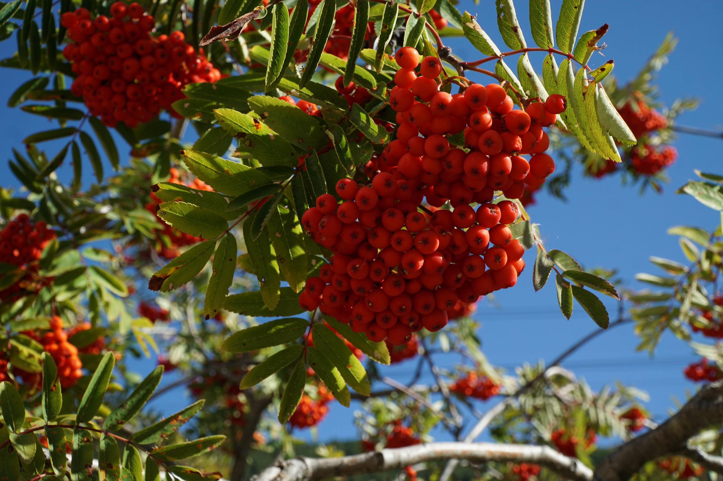 Viele Rote Beeren an einem Baum