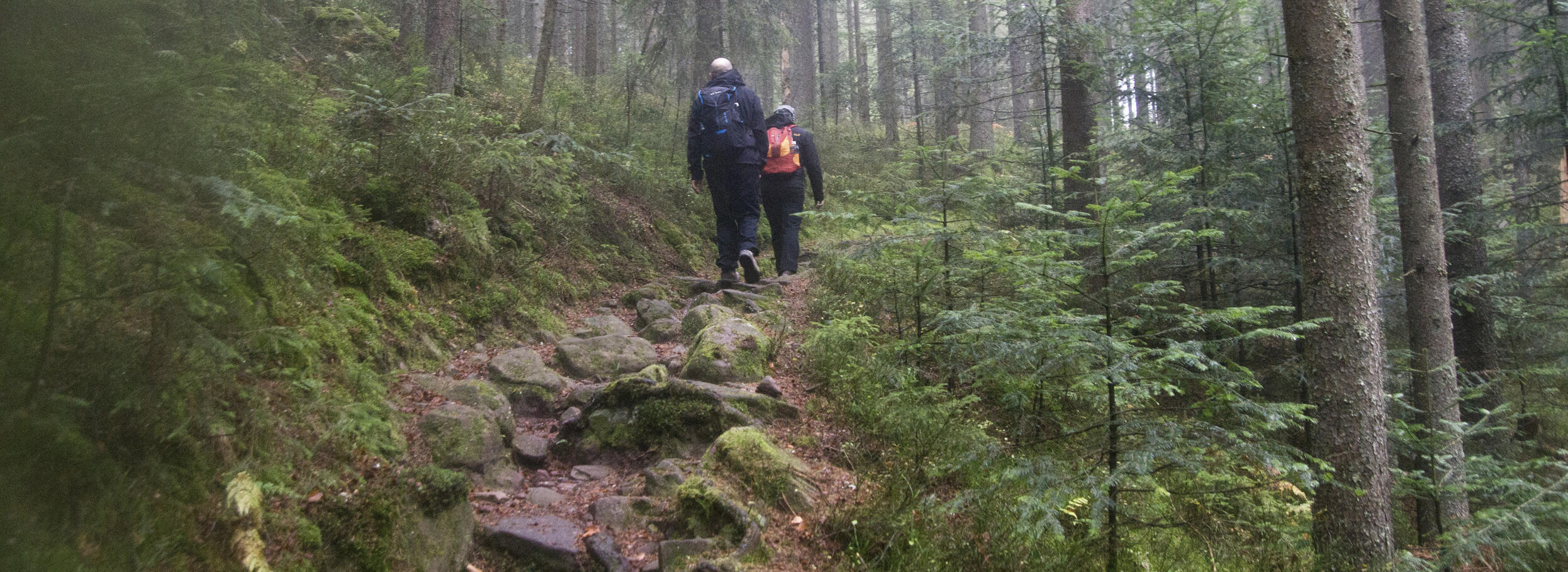 Ein Mann und eine Frau wandern auf einem Weg mit großen, unebenen Steinen in einem wilden Wald. Foto: Daniel Müller