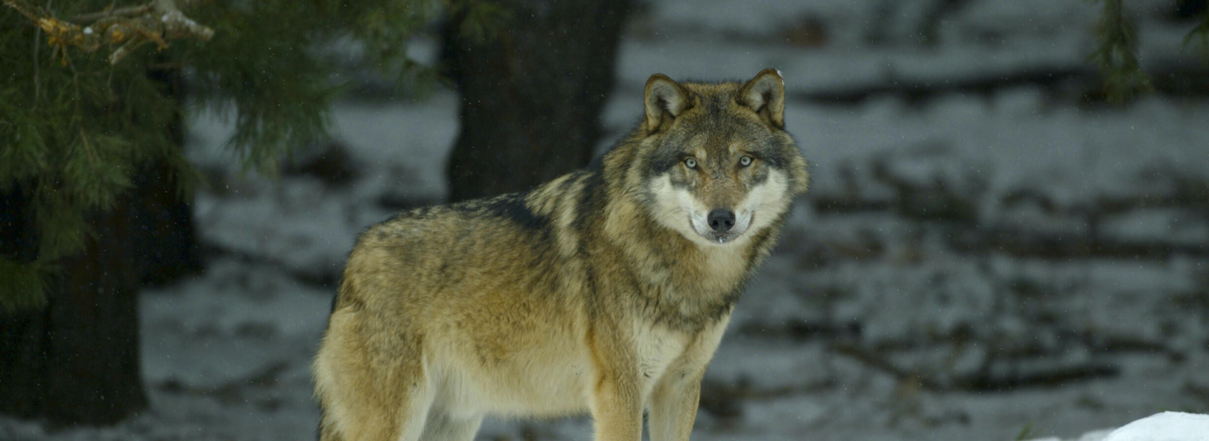 Ein Wolf mit Winterfell steht mitten im Schnee. Foto: Dietmar Nill 